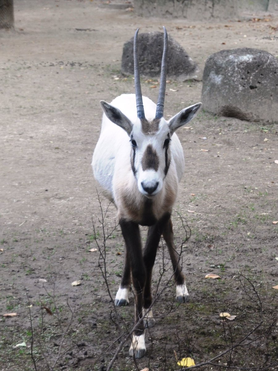 横浜市立金沢動物園 公式 アラビアオリックスのミナ メス 18年3月11日誕生 です こんなに大きくなりました 体の大きさは パッと見ではオトナとの違いが分かりづらいのですが ダントツに角の短いのがミナです 金沢動物園 アラビア 横浜市立金沢動物園 公式 アラビアオリックスのミナ メス 18年3月11日誕生 です こんなに大きくなりました 体の大きさは パッと見ではオトナとの違いが分かりづらいのですが ダントツに角の短いのがミナです 金沢動物園 アラビア