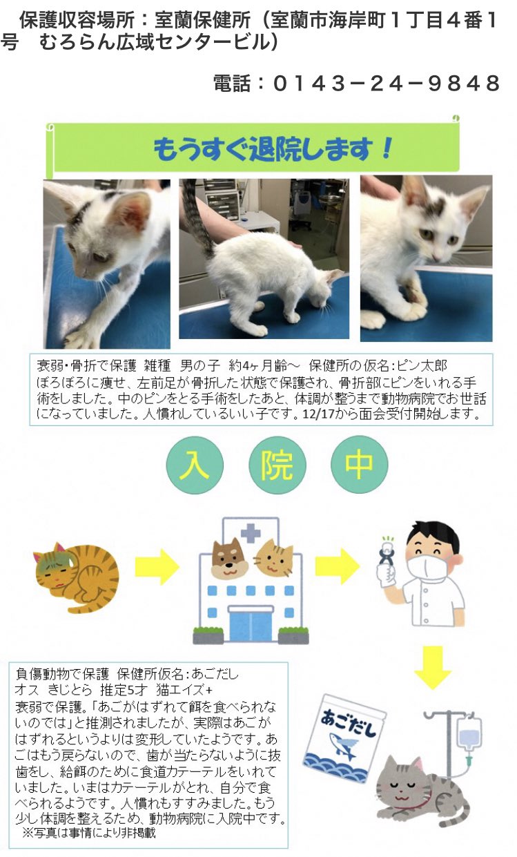 北海道＊保健所＊里親募集 on Twitter "🆕室蘭保健所さん🆕 ついに登場！キキララと、入院中メンバーの