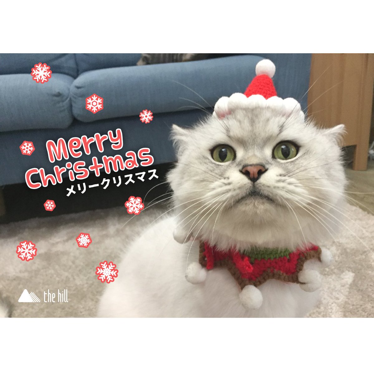 クリスマス猫パーチー
