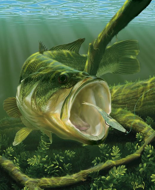 BassFishingFacts on X: #FACT #Largemouth #bass have firm muscular bodies  built primarily for strength rather than speed. Bass are not tailored for  long pursuits and rely on quick turns, not sustained forward