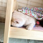 人形ベッドで寝てるモフモフ猫ちゃん。まるでぬいぐるみのようでベッドがピッタリ。