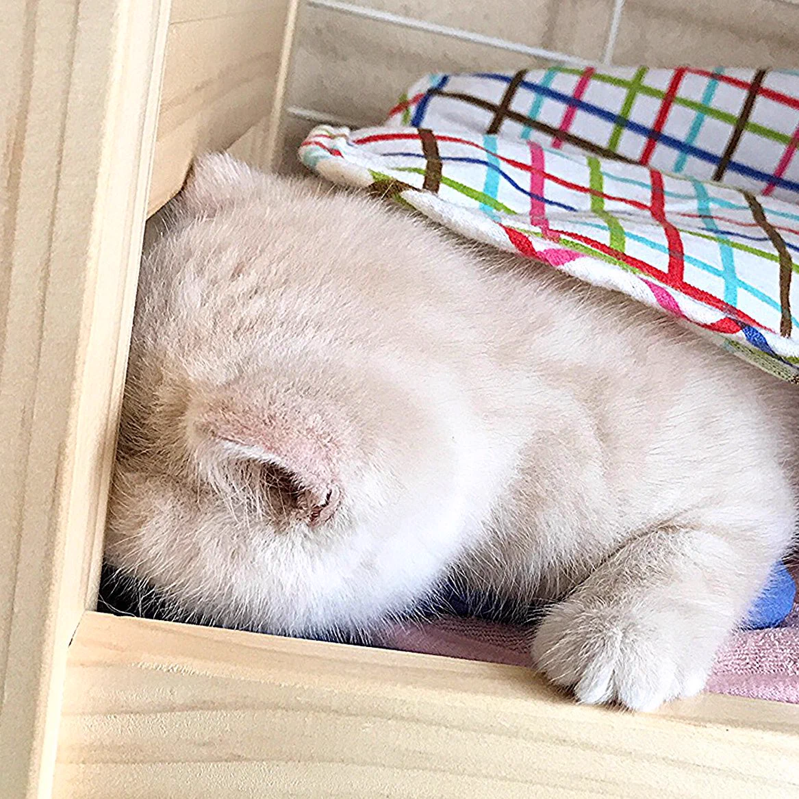 人形ベッドで寝てるモフモフ猫ちゃん。まるでぬいぐるみのようでベッドがピッタリ。