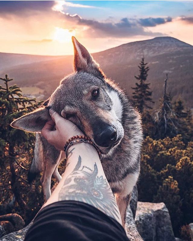 _guyatlas's tweet photo. No journey is too long with the right company 🐶 @kopernikk .
.
#mansbestfriend #guystyle #adventurewithfriends #dog #doggo #pupper #puppy #adventurepuppy #adventurepup ##instadog #instapup #traveldog #travel@ore #travelholic #outdoor #outdoorsman #ad… https://t.co/uSFXSiNxyb https://t.co/9Mk5w6t6IR