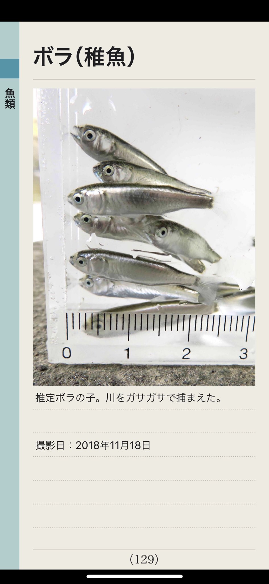 My図鑑 図鑑作成アプリの人 A Twitter ボラ 稚魚 推定 川でのガサガサでたくさん捕れた かわいい My図鑑 魚図鑑 魚 サカナ 魚類 海 川 釣り 魚釣り フィッシング 川釣り 海釣り 一眼レフ ミラーレス コンデジ カメラ 写真 図鑑