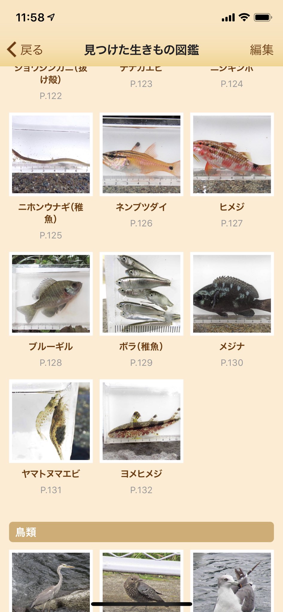 Twitter 上的 My図鑑 図鑑作成アプリの人 ボラ 稚魚 推定 川でのガサガサでたくさん捕れた かわいい My図鑑 魚図鑑 魚 サカナ 魚類 海 川 釣り 魚釣り フィッシング 川釣り 海釣り 一眼レフ ミラーレス コンデジ カメラ 写真 図鑑