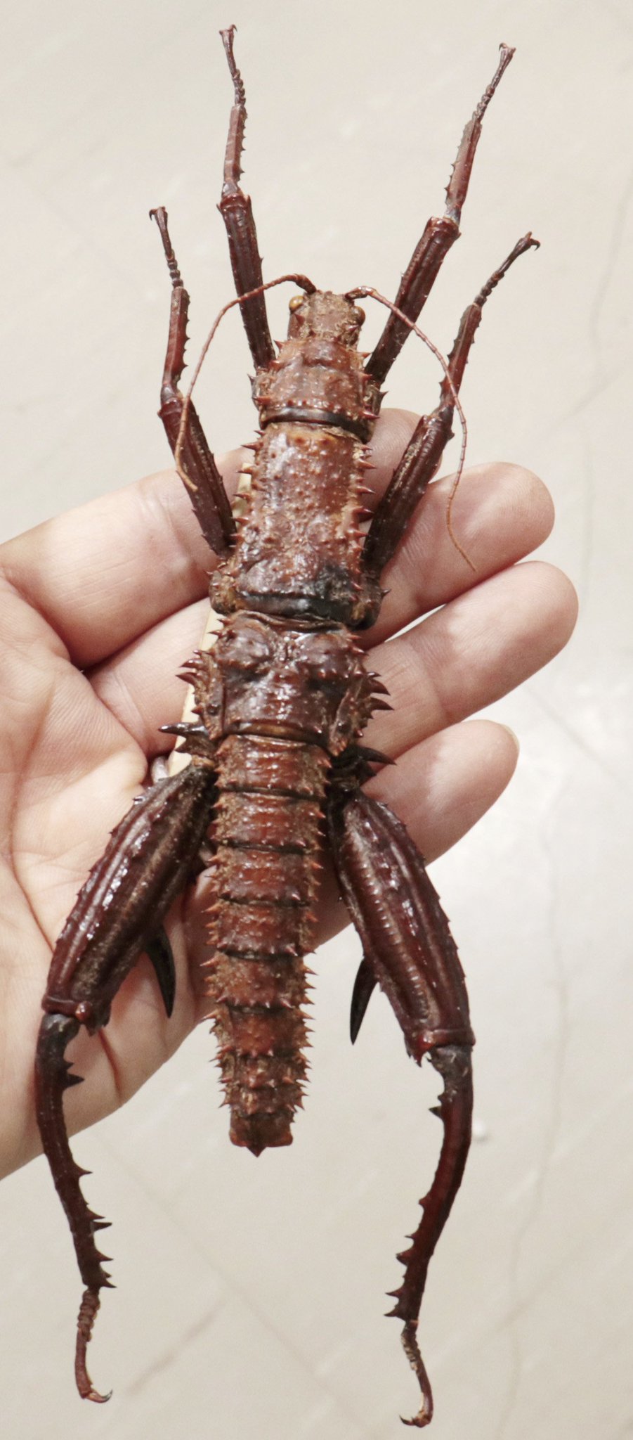 【特大♀】トゲアシフトナナフシオバケフトナナフシコノハムシカマキリバッタ直翅類 特大♀】トゲアシフトナナフシオバケフトナナフシコノハムシカマキリ