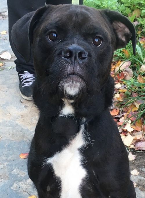 Koda *URGT* IMMED FOSTER HOME NEEDED is a male American Bulldog/Labrador Retriever mix looking for a new home! petfinder.com/petdetail/4284…