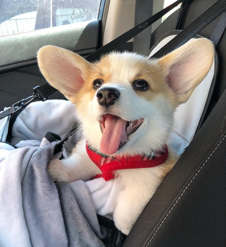 dog_rates's tweet image. This is Neville. He’s your copilot. Not the best with navigation but can honk the horn if you want. 12/10 would boop at red lights