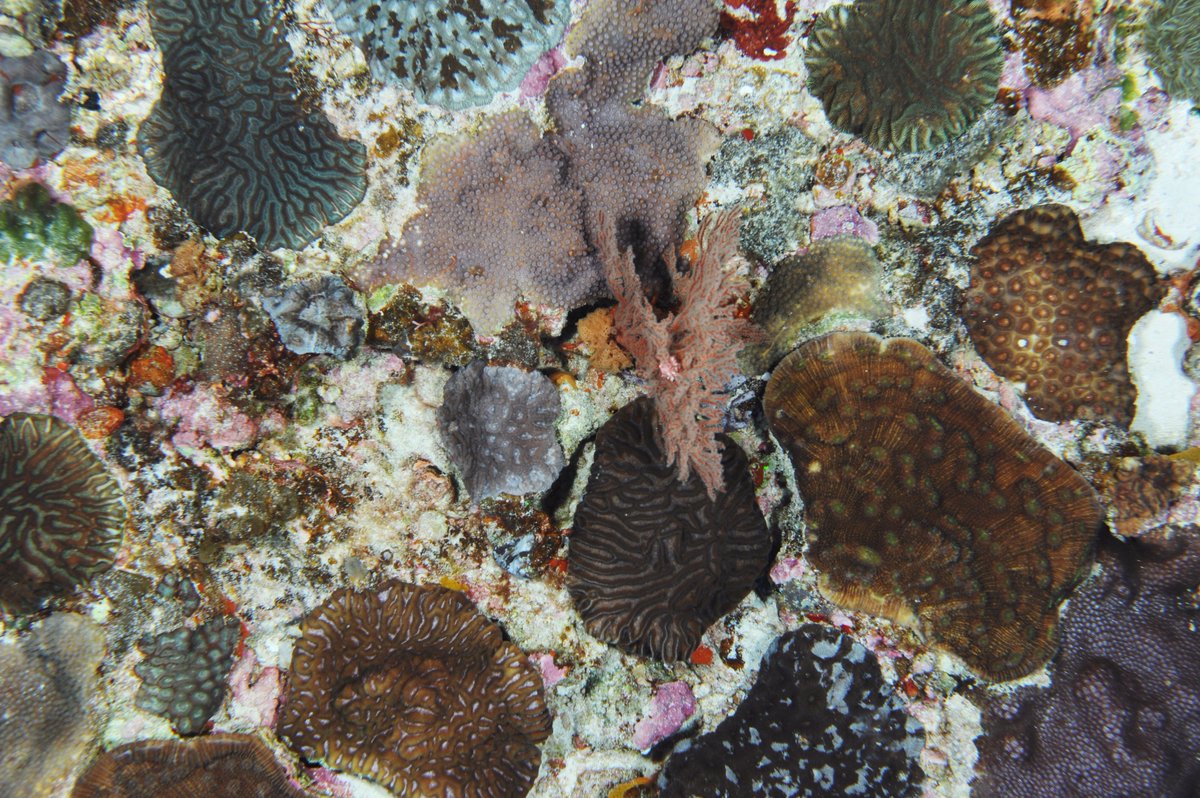 Interested in the spatial distribution of deep corals? Our latest paper on the #mesophotic #corals of #LordHoweIsland and Balls Pyramid is out now in Marine & Freshwater Research #marine #climatechange special issue! publish.csiro.au/MF/MF18151