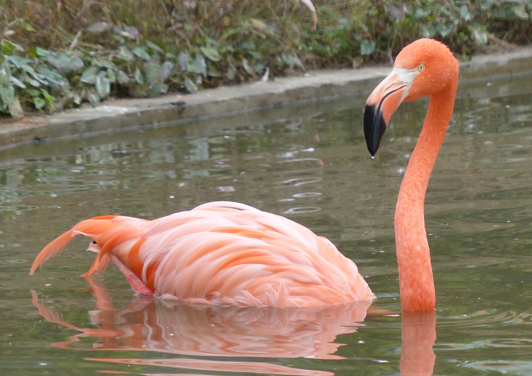上野動物園 公式 泳いでいるフラミンゴ 上野動物園のプールは浅いので これは座っているだけですが じつは深いところでは泳ぐ鳥です ベニイロフラミンゴ 深いところでは泳ぐ鳥 T Co 54xogz8hwx Twitter