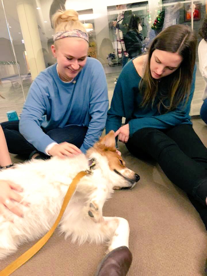 Ashler the Therapy Dog getting us through finals studying 🐶🤩