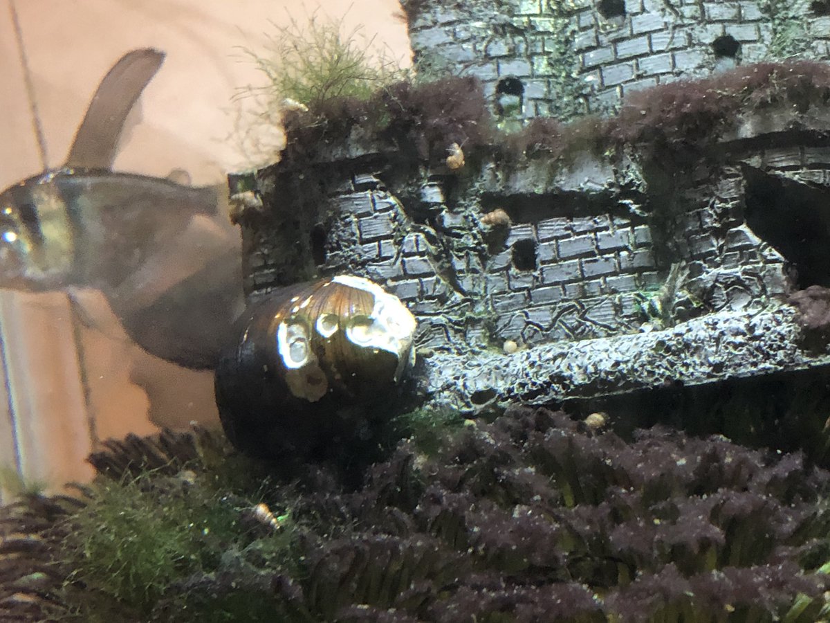 tedliman's tweet photo. What happens when #snail #shell is #falling #apart ?      #petco #petsmart #fish #aquarium https://t.co/tH09nPkJuh