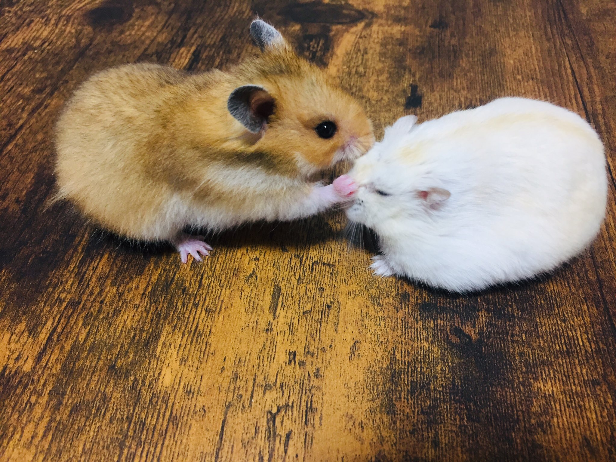 Omiii0615 チビちゃん イエロージャンガリアン Vs くまちゃん ゴールデン チビちゃんぺちぺち叩かれてるw ハムスター ジャンガリアンハムスター ゴールデンハムスター ハムスターがいる生活 ハムスター好きと繋がりたい T Co Kjjp2rqnaj