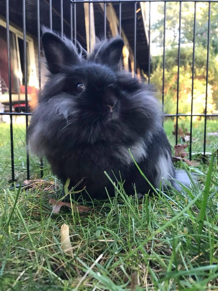 P.S. I can't talk about bunnies without showing off mine, so allow me to present Bunedict Carrotpatch, and Sasha LaBun, my two bundles of fluff and sass. They have been absolutely invaluable emotional support buns and I love them to pieces.