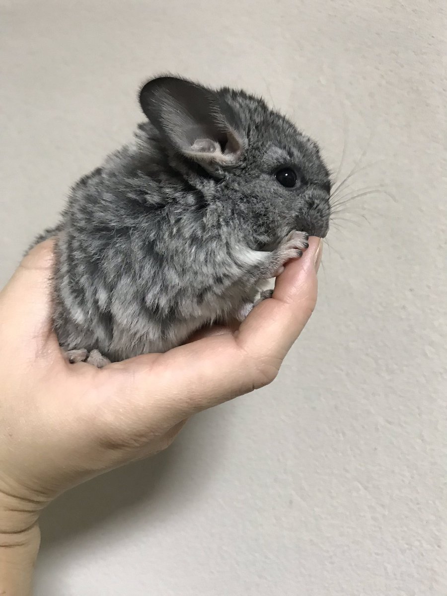 ট ইট র ミーアのしっぽ チンチラベビー生まれてます 11月日生まれ チンチラ 齧歯 スタンダードグレー ミーアのしっぽ