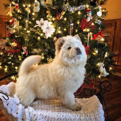 chowsandpals's tweet image. #NewProfilePic