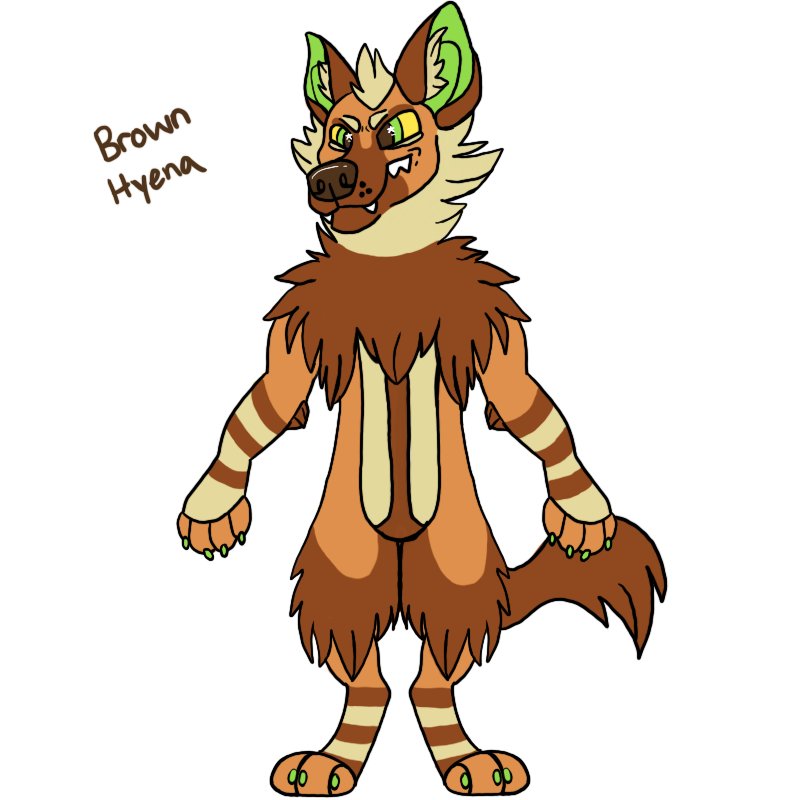H A V I K On Twitter Brown Hyena Adopt Up For Grabs Asking 30