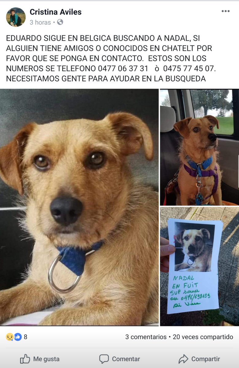 nanigueco's tweet photo. AYUDA! Perdido 09/12. HACE MUCHO FRIO ALLI!!! Mañana una quedada en Chatelet - Bélgica para buscar a Nadal. Se fue adoptado a Bélgica y necesitamos gente allí para buscarle! Ha ido desde España a buscarle.Contactar en los teléfonos o con Cristina Avilés en facebook ( VER FOTO ) https://t.co/azWiSwjL64