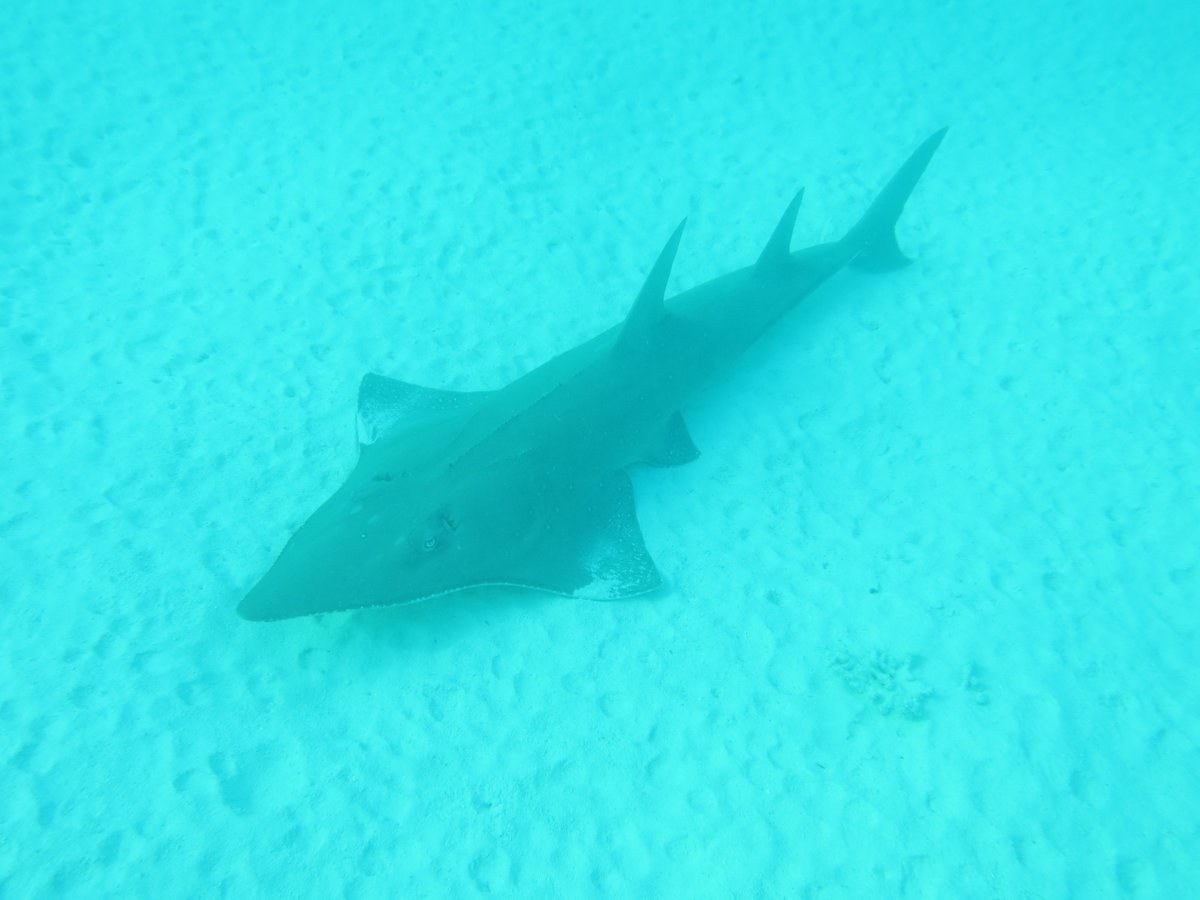 SharkColin's tweet photo. One last #flatsharkfriday outcome from @SharksMOU here at @OceanoMonaco as the signatories confirm that two other wedgefish species (Rhynchobatus laevis and djiddensis) are now on Annex 1 of the MoU as look-a-like species to R. australiae. #sharksontherock #SharksMOS3 @IUCNShark https://t.co/dxRyY0ZoCG