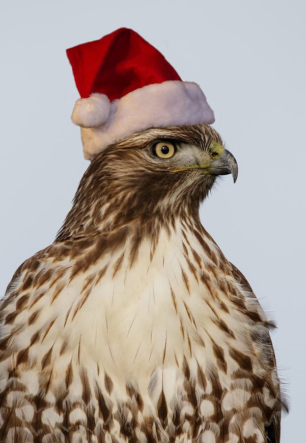 HickoryHighSCA's tweet photo. Last day to turn in HawkSanta items! ❤️💚 Remember ... He knows if you’ve been bad or good 😈😇 #sobegoodforgoodnesssakes #hawksanta #bethejoy #hawkshelp https://t.co/8887yEtMdP