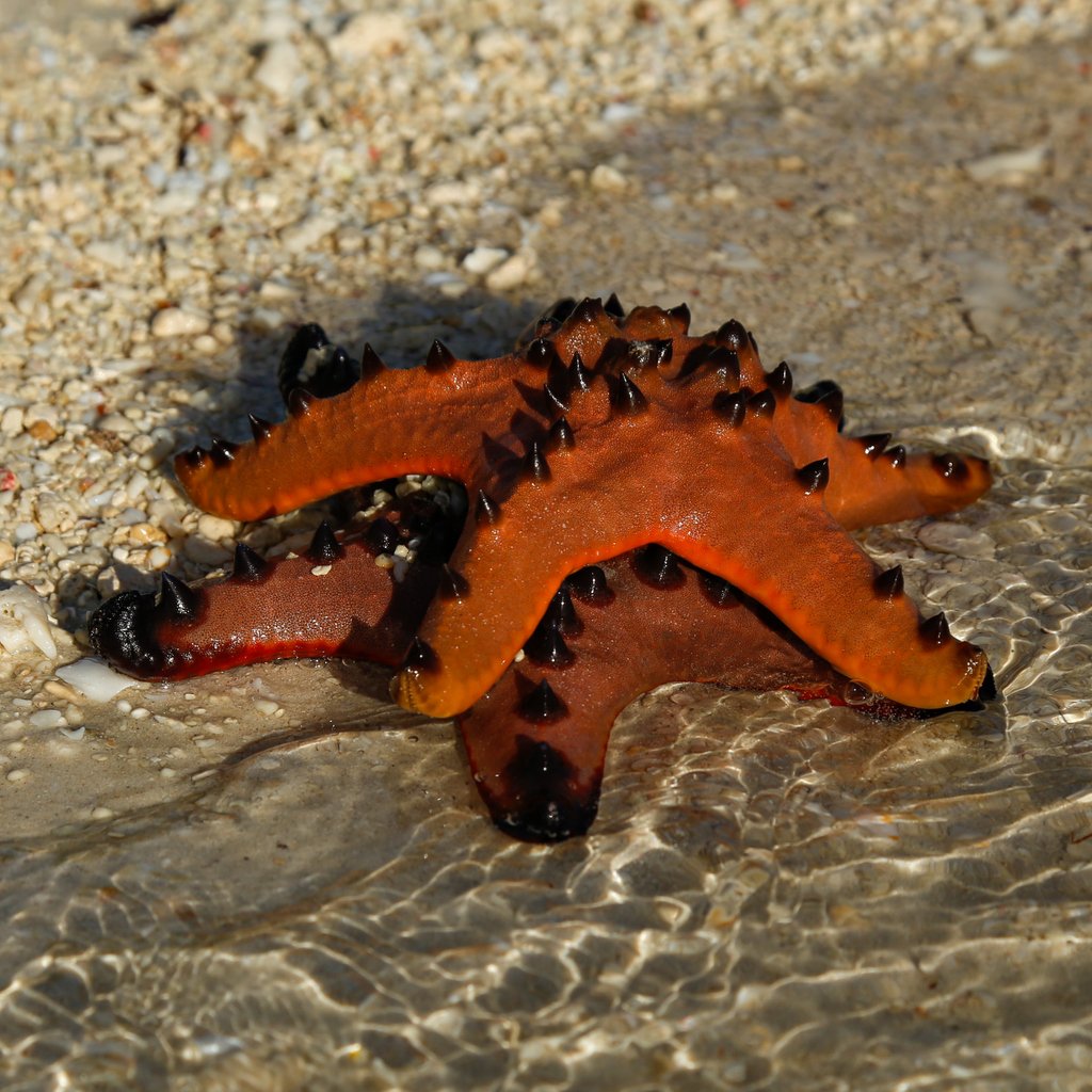 kumijaphotofilm's tweet photo. Not all stars belong to the sky.
#kumija #kumijaphotofilm #kumijamedia #life #animal #starfish #couple #hugging #beachbody #beachlife #beachday #beach #oceanbeach #oceanfeeling #sealife #cute #lovable #keepintouch #palitonbeach #siquijor #philippines #asia #motivation #creation https://t.co/jfOpnmqTUb