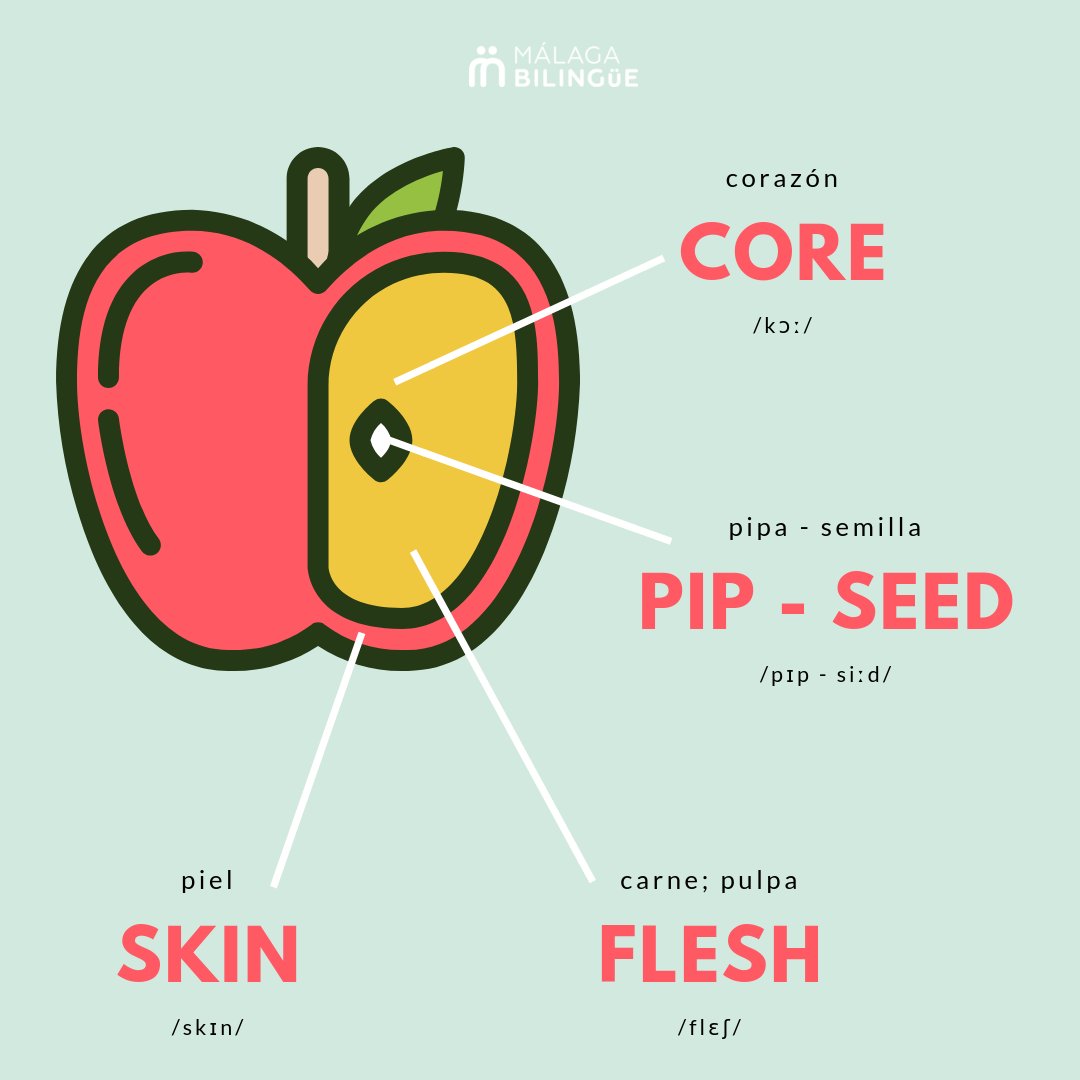 Introducir 46+ images caracteristicas de la manzana en ingles Viaterra.mx