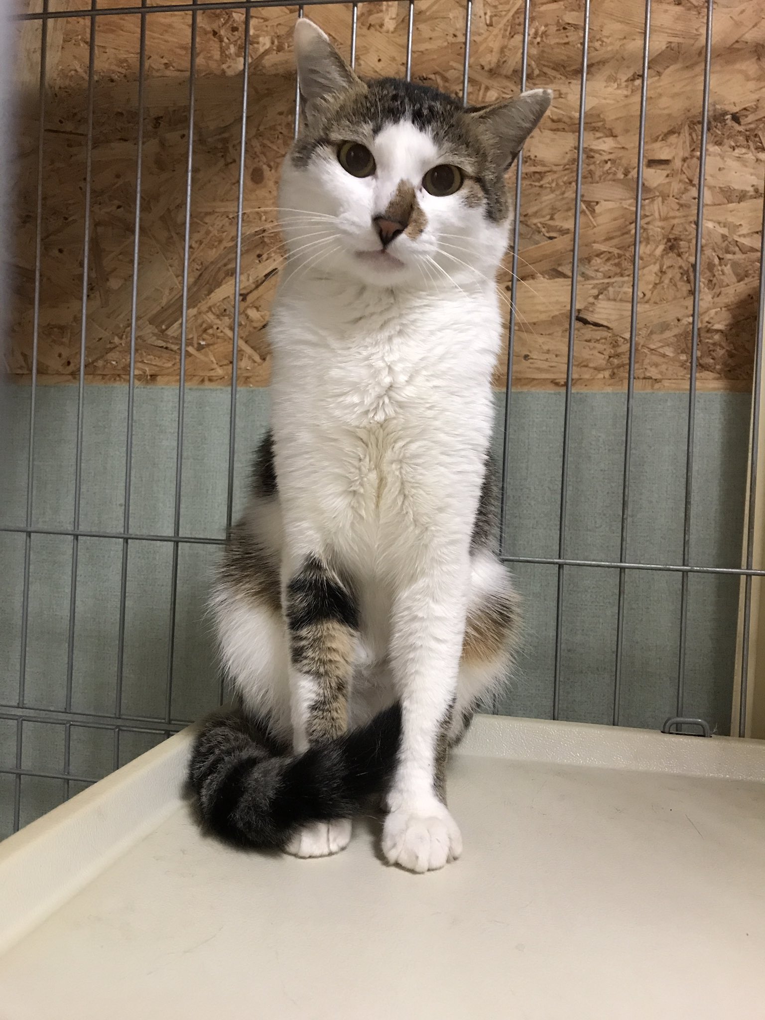 いぬねこcafeluaカフェお休み中 最近お耳がピンと立ってきたセリーくん 少しずつ慣れてきたかな イケメンニャンコですよ 保護猫 里親募集中 成猫 成瀬 町田 いぬねこcafeluaカフェお休み中 最近お耳がピンと立ってきたセリーくん 少しずつ慣れてきたかな イケメンニャンコですよ 保護猫 里親募集中 成猫 成瀬 町田