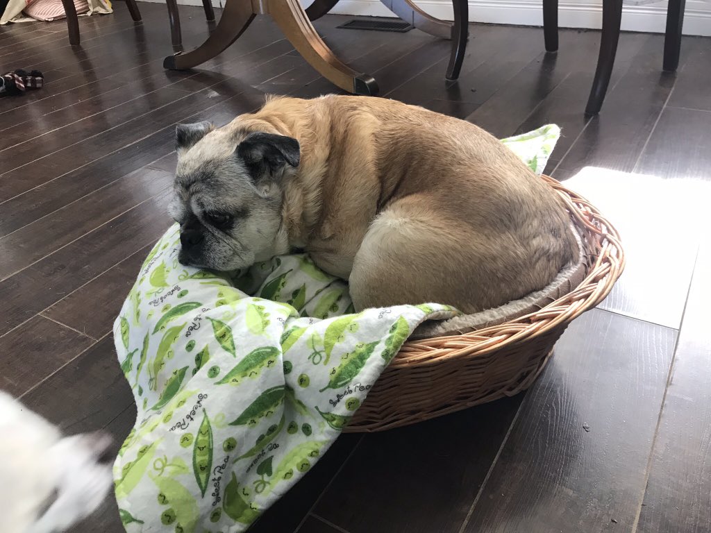JenniferL_Rose's tweet photo. Today is the last Friday I have to work in 2018! So looking forward to hanging out with this guy next week!  #selfcare https://t.co/0bfIMg6rZk