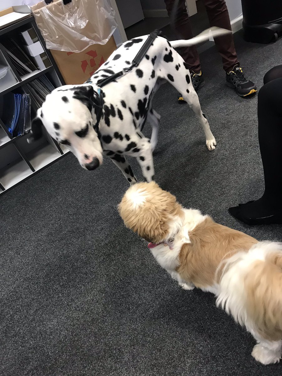 nickicc's tweet photo. When Flossie met Blackjack! Unofficial bring your dog to work day @NottsCommHA #woof #dogday #friday #doglove https://t.co/thRleHZ4bo
