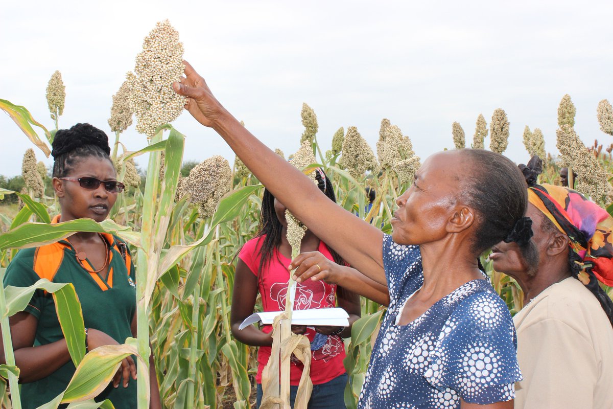 AfricaHarvestKe's tweet photo. Sorghum is the fifth most important cereal crop globally and the third most important crop (after maize and beans) in Eastern and Central Africa. @ICRISAT @SOMNIPROJECT @ICRISATESA @kilimoKE @USAID @IFAD @FAO @kalromkulima @WorldVisionKE @USAIDKenya @AfDB_Group @DuPontAfrica https://t.co/dMgbpHiZ2F