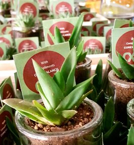 CoreXalance's tweet photo. @CoreXalance went on a road trip to announce &amp; deliver the Media Credit Professional Awards for 2018.  This year our theme was inspired by the determination of the 'Succulent Plant'. Congratulations to all the winners! "You're a SUCCULENT part of a SUCCESSFUL team!" https://t.co/gIXfLTeCvt