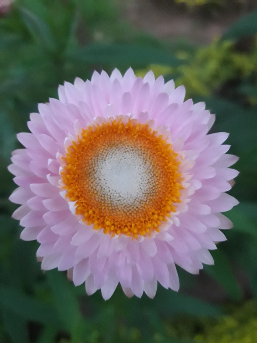 JobySeb89572549's tweet photo. "Spring is nature's way of saying,let's party!!!(Robin Williams)

Good evening!!!!

#travelphotography
#travelblogger #travelblog #Tourism #Kerala #Munnar #Keralatourism  #instagood #IncredibleIndia  #Keralatourism  #munnarresorts  #exploremunnar  #GooglePhotos #photography https://t.co/OJyzg89AH3