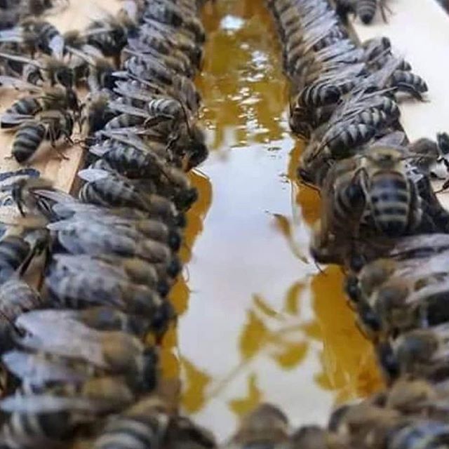 beewebapp's tweet image. #bees #honey #beekeepers #beekeeperslife #urbanbeekeeping #apiary #bee #savethebees #savethebees🐝