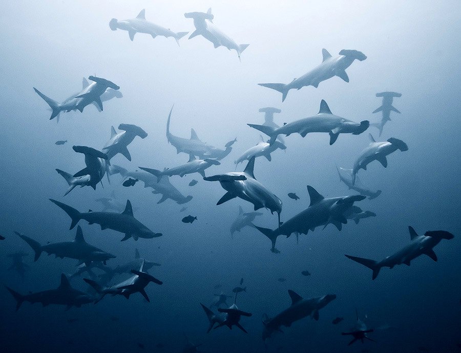 OceanoMonaco's tweet photo. La semaine de Réunion des signataires de l’accord sur les requins migrateurs #sharksMOS3 s’achève aujourd’hui. #SharksMOU #CMSsharks #SharksOntheRock https://t.co/Dz688zRAtt