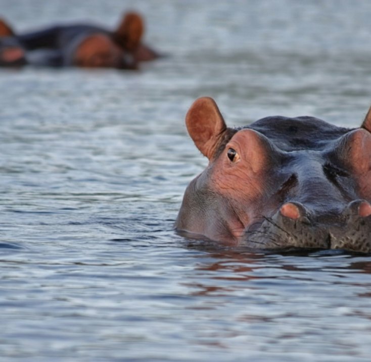 LekkerBT's tweet photo. We're delighted to announce our new venture, Lekker Africa! We've curated a selection of our favourite African itineraries especially for you.

Simply select your preferred itinerary and level of comfort, and book online with a few simple clicks. https://t.co/gXRf99sv9U https://t.co/ZF2cnpzLBo