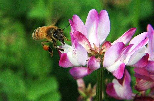 日本橋三越本店 Mitsukoshi Pa Twitter 予告 山田養蜂場 ミツバチの恵みフェア アピセラピーの世界へようこそ アピセラピー という考え方を体感できる ショップやカフェメニューが登場 詳細は順次公開致します 会期 1 9 水 1 21 月 会場 本館7階