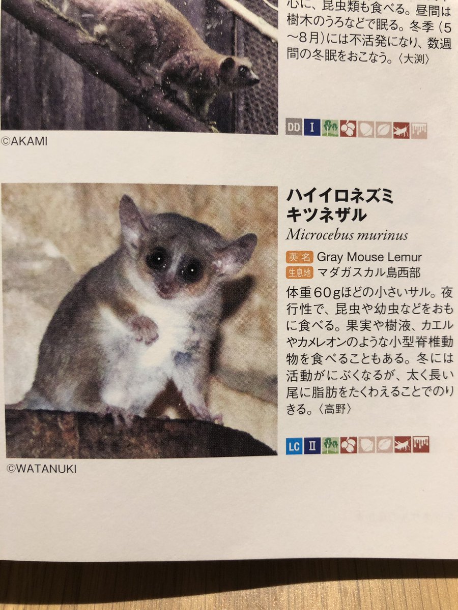 日本モンキーセンター 公式 A Twitter 11 29から発売中の霊長類図鑑に ネズミキツネザル という種類のサルたちが載っています ネズミなのか キツネなのか サルなのか イタリアンフレンチトーストアメリカ風 ぐらいてんこ盛りですね 他にも不思議な
