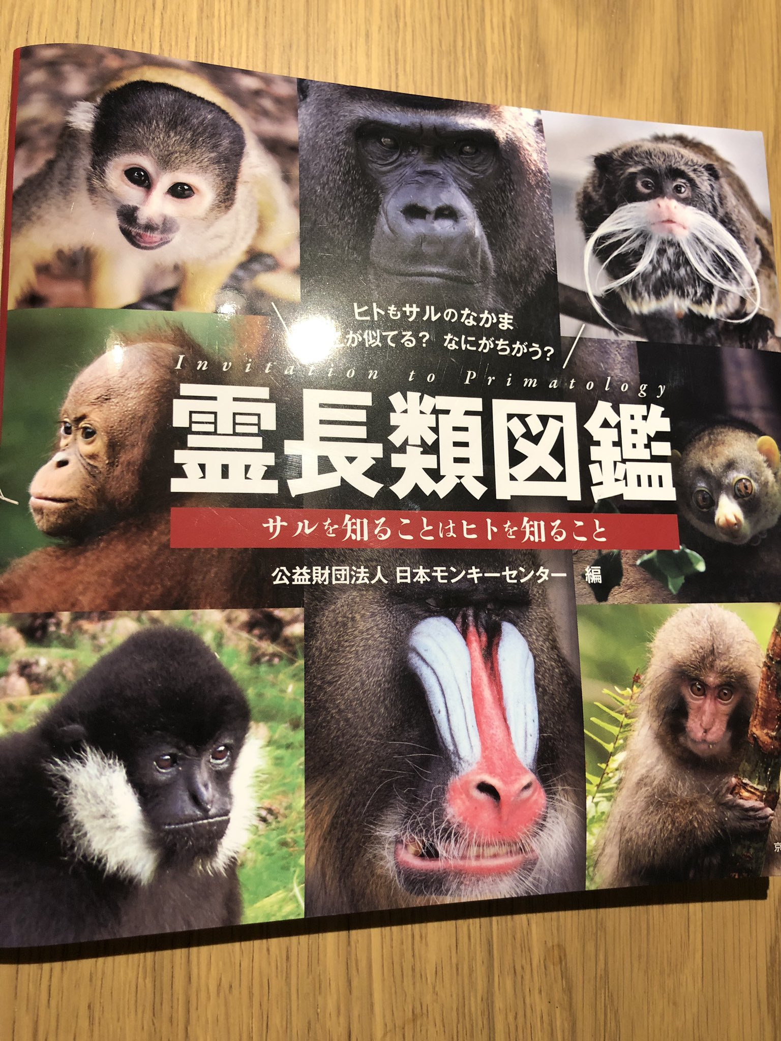 日本モンキーセンター 公式 11 29から発売中の霊長類図鑑に ネズミキツネザル という種類のサルたちが載っています ネズミなのか キツネなのか サルなのか イタリアンフレンチトーストアメリカ風 ぐらいてんこ盛りですね 他にも不思議な