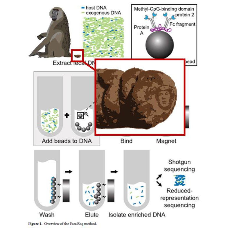 #Dünya'nın en önde gelen akademik jurnali #Nature'ın #ScientificReports isimli dergisinde yayımlanan bir makalede kullanılan hayvan dışkısı üzerine yeterince yakınlaştırma ('zoom') yapılınca, ABD Başkanı #DonaldTrump'ın yüzü görülüyor. 

Daha fazlası: instagram.com/p/BrXVfeDAkeK