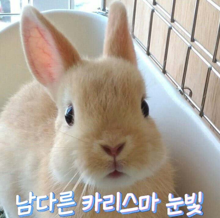 Прежде чем называть девушку зайкой. Аниме зайка. Эччи сакурадзима. Девочка зайка как зовут. Девочка зайка как зовут.