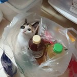 こんな可愛い調味料、どこに売ってるんですか!上目遣いの猫が可愛くて可愛くてやられた