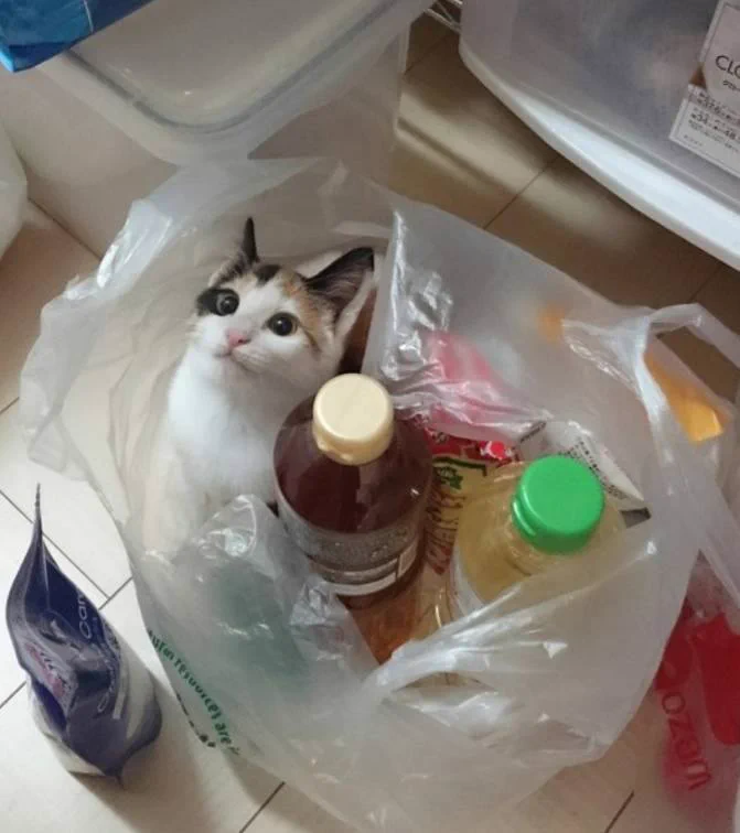 こんな可愛い調味料、どこに売ってるんですか！上目遣いの猫が可愛くて可愛くてやられた