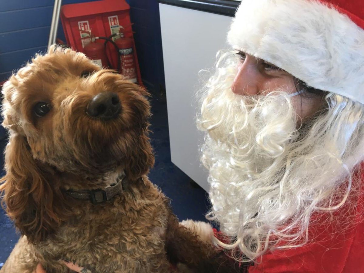 LuckyCockapoo's tweet image. Father Christmas visited me at ⁦@brucesdogdays⁩