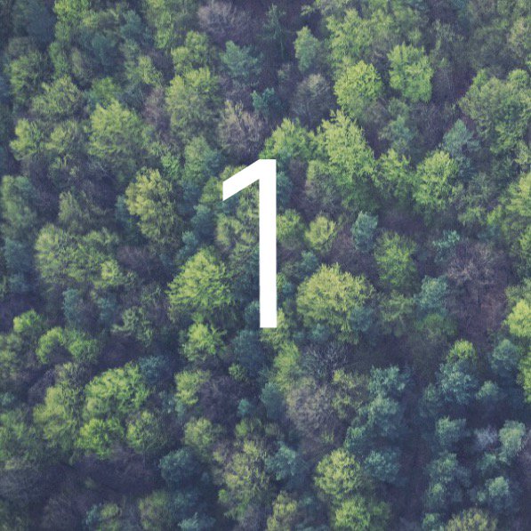 Projectchange4's tweet image. Project one is up and running! Give a tree/ plan a home! gemmalane2424.wixsite.com/projectchange/…