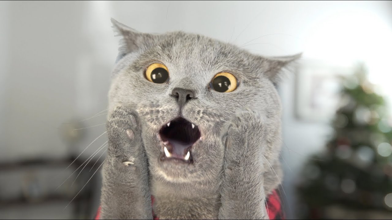 Нарисовать прикольные, картинки приколы коти