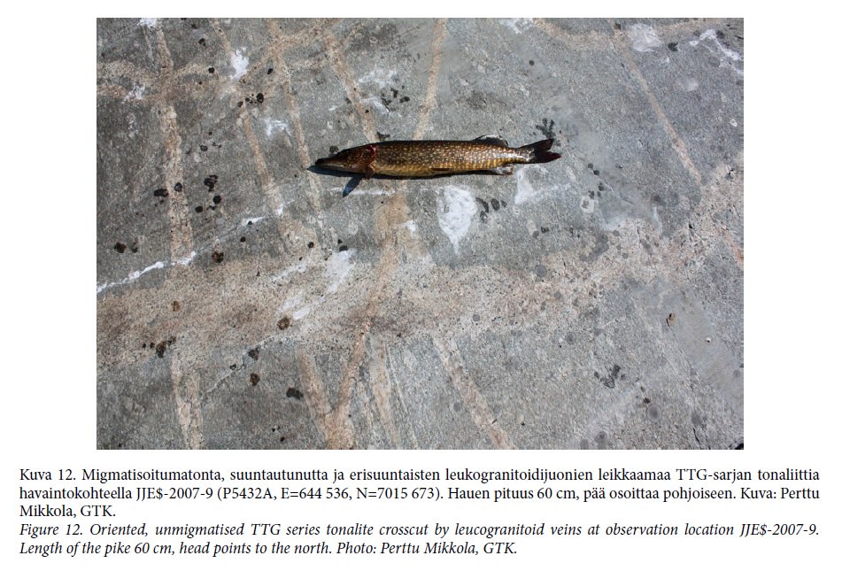 Coins, people, dogs - yes, I think we all have seen those used as a scale in field photos... but what about this majestic #pike? Picture is from Mikkola et al. (2013) <a href="/GTK_FI/">GTK</a> Report of Investigation 202 which is available from here: tupa.gtk.fi/julkaisu/tutki… #FieldworkFriday