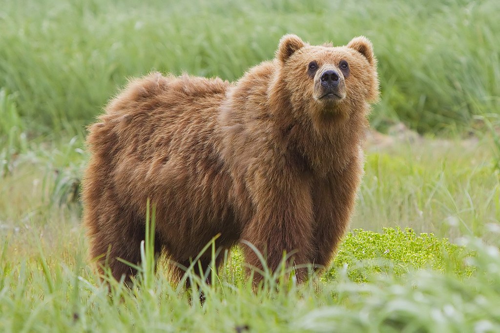 picture of a brown bear