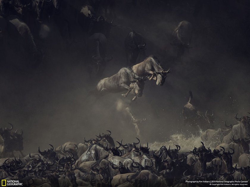 Танзанийн Мара голын гарам дээр гэнээ...