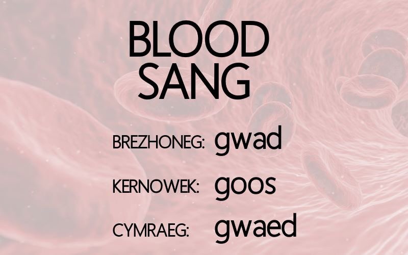 Blood / Sang

Brezhoneg: gwad [gwɑ:t] m. pl: gwadoù
Kernowek: goos [go:z] m. pl: gosow
Cymraeg: gwaed [gwaɨ̯d] m. gwaedau, gwaedoedd

From Proto-Celtic *waito-