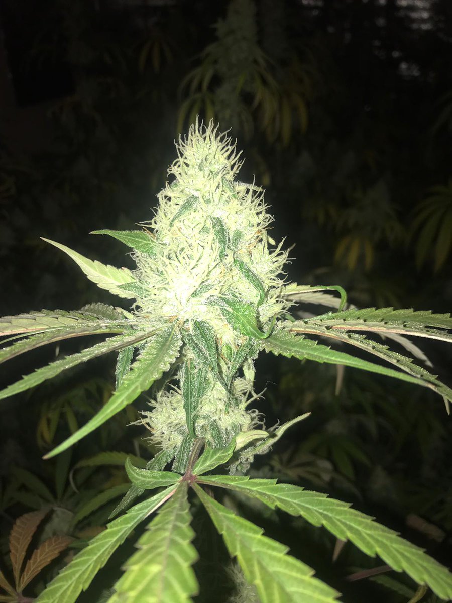 Breeder Seeds Crew tweet media